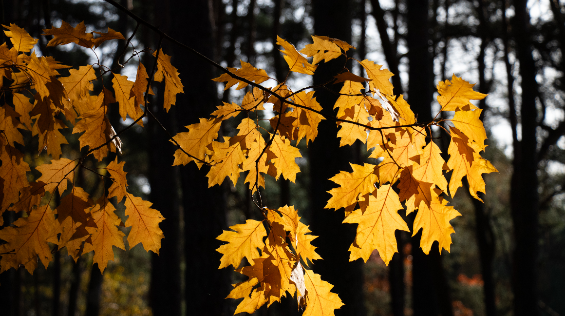 Die CDU Lbeck wnscht
